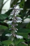Azteken-Salbei - Salvia divinorum