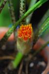 : - Scadoxus membranaceus