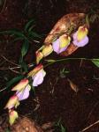 : - Utricularia endresii