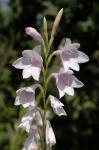 : - Watsonia marginata