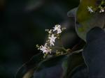 : - Ehretia laevis