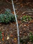 Koreanischer Schlangenhaut-Ahorn - Acer tegmentosum