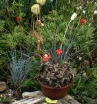 : - Aloe descoingsii