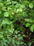 : - Aralia apioides