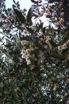 Australische Sassafras - Atherosperma moschatum