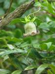 Kletternde Tigerglocke - Codonopsis lanceolata