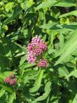 : - Asclepias rubra