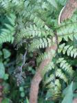 : - Athyrium otophorum