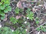 Drüsentragender Zahnwurz - Cardamine glanduligera