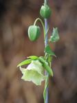 Dang Shen - Codonopsis pilosula