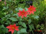 : - Dahlia sherffii
