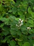 : - Desmodium elegans var. elegans