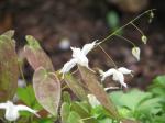 : - Epimedium ogisui
