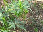Zwerg-Pfaffenhütchen-Euonymus nanus