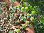 Rasen-Wolfsmilch - Euphorbia capitulata