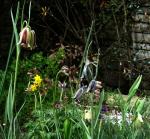 : - Fritillaria elwesii
