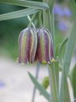 Pyrenäische Schachblume - Fritillaria pyrenaica