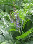 Orient-Geissraute - Galega orientalis