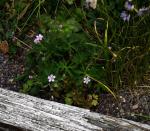 :-Geranium caeruleatum
