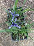Sintenis-Schwertlilie - Iris sintenisii