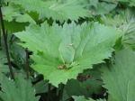 :-Ligularia veitchiana