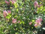 : - Lonicera hispidula