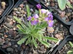 : - Matthiola montana