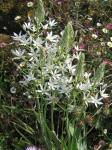 Pyramiden-Milchstern - Ornithogalum pyramidale