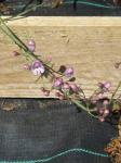 : - Penstemon comarrhenus