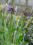 : - Penstemon globosus