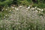 : - Phlomis italica