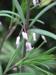 : - Polygonatum curvistylum
