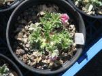 : - Potentilla porphyrantha