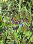 : - Prunella vulgaris subsp. lanceolata