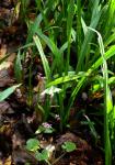 : - Synechanthus warscewiczianus
