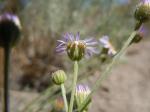 : - Erigeron filifolius