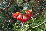 :-Rhododendron citriniflorum var. horaeum
