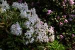 : - Rhododendron hanceanum