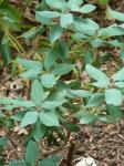 : - Rhododendron oreotrephes
