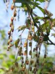 : - Ribes longiracemosum