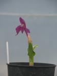 : - Roscoea humeana