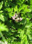 :-Rubus ludwigii