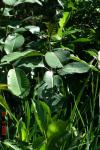 Pracht-Weide - Salix magnifica