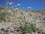 : - Erigeron tweedyi