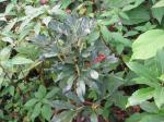 : - Sorbus harrowiana