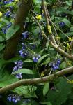 Kaukasischer Beinwell - Symphytum caucasicum