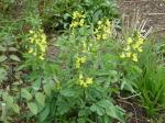 Fuchs-Bohne - Thermopsis villosa
