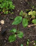 : - Trillium ludovicianum
