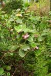 : - Vaccinium glaucoalbum