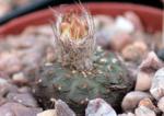 : - Frailea cataphracta